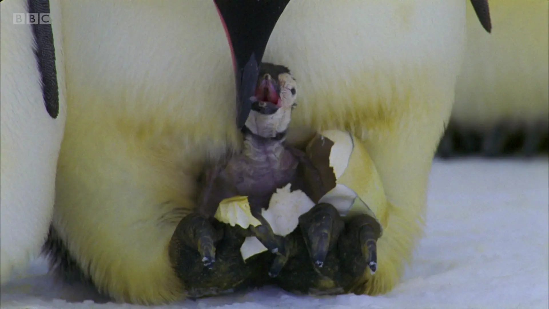 Emperor penguin (Aptenodytes forsteri) as shown in Planet Earth - From Pole to Pole